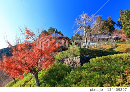 【京都府】快晴の西山善峯寺と紅葉(けいしょう殿) 【京都府】快晴の西山善峯寺と紅葉(けいしょう殿) 134409297