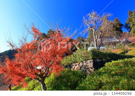 【京都府】快晴の西山善峯寺と紅葉（けいしょう殿） 134409298