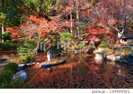 【京都府】晴天の蓮華寿院庭園の紅葉(西山善峯寺) 【京都府】晴天の蓮華寿院庭園の紅葉(西山善峯寺) 134409301