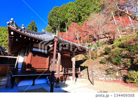 【京都府】快晴の西山善峯寺の阿弥陀堂と紅葉 134409308