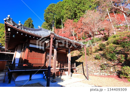 【京都府】快晴の西山善峯寺の阿弥陀堂と紅葉 134409309