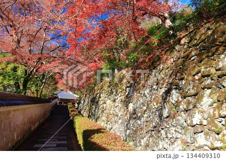 【京都府】快晴の西山善峯寺の阿弥陀堂と紅葉 134409310