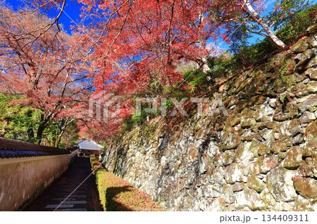 【京都府】快晴の西山善峯寺の阿弥陀堂と紅葉 134409311