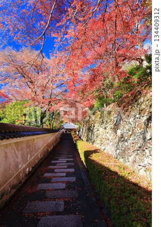 【京都府】快晴の西山善峯寺の阿弥陀堂と紅葉 134409312