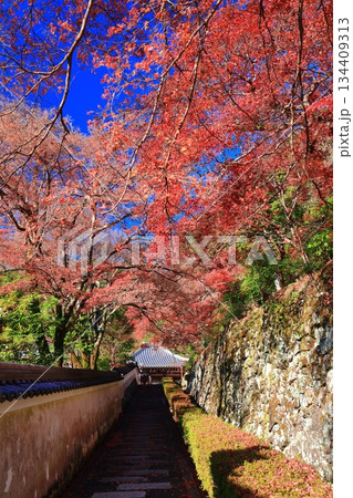 【京都府】快晴の西山善峯寺の阿弥陀堂と紅葉 134409313