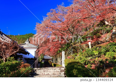 【京都府】快晴の西山善峯寺の阿弥陀堂と紅葉 134409314