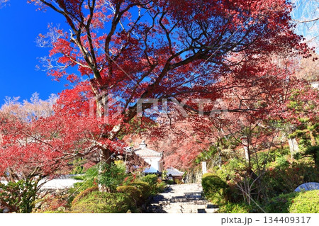 【京都府】快晴の西山善峯寺の阿弥陀堂と紅葉 【京都府】快晴の西山善峯寺の阿弥陀堂と紅葉 134409317