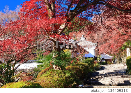 【京都府】快晴の西山善峯寺の阿弥陀堂と紅葉 134409318