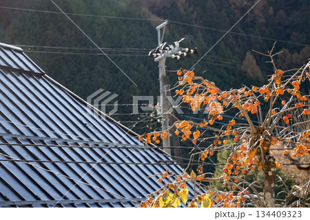 庭先にたわわに実る柿の実 134409323