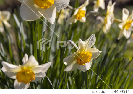 beautiful fresh daffodils in the summer, a few daffodils in the garden in sunny summer weather in the sunlight beautiful fresh daffodils in the summer, a few daffodils in the garden in sunny summer weather in the sunlight 134409534