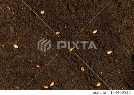 bean seeds scattered in the soil in the spring , several bean seeds lie in the ground for planting and obtaining a new crop bean seeds scattered in the soil in the spring , several bean seeds lie in the ground for planting and obtaining a new crop 134409536