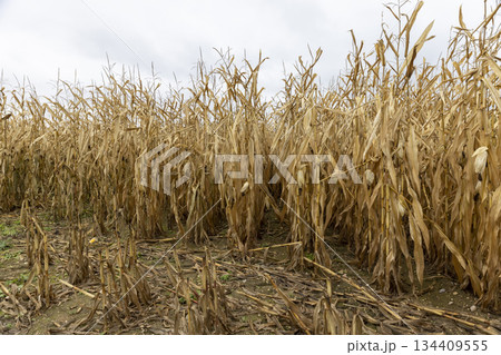 dry yellow corn in an agricultural field in the autumn season in cloudy weather, a whole field with yellow corn that is ripe and ready for harvesting, windy weather 134409555