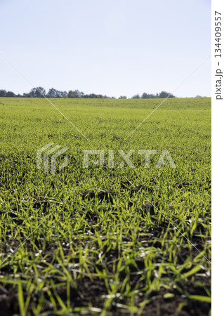 wheat illuminated by bright sunlight in the autumn season, a monocultural field with a large number of green wheat sprouts resistant to frost and yielding an early harvest to provide the food wheat illuminated by bright sunlight in the autumn season, a monocultural field with a large number of green wheat sprouts resistant to frost and yielding an early harvest to provide the food 134409557