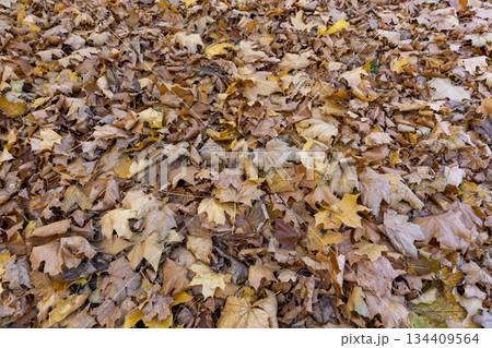 the old maple leaves that have long since fallen to the ground which have turned rusty orange, the grass and the ground strewn with maple leaves in the park with trees 134409564