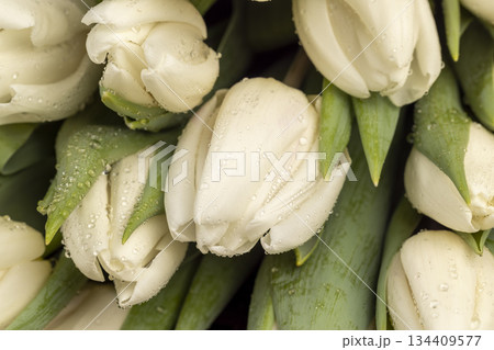 wet beautiful fresh white tulips with green leaves in a large floral bouquet, a large number of beautiful fresh white tulip flowers covered with drops of water wet beautiful fresh white tulips with green leaves in a large floral bouquet, a large number of beautiful fresh white tulip flowers covered with drops of water 134409577