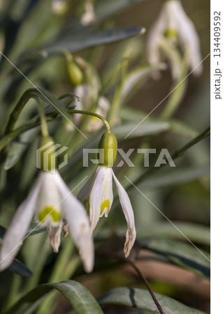 the last flowers of snowdrops in the spring season, the last wild flowers of snowdrops 134409592