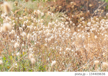 Dry wild grass and small flowers in soft sunlight. Natural meadow background, summer dryness concept and rural landscape detail Dry wild grass and small flowers in soft sunlight. Natural meadow background, summer dryness concept and rural landscape detail 134409636