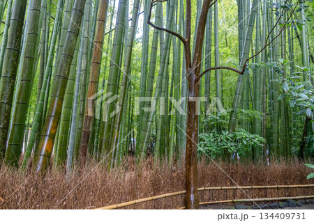 Bamboo forest at Hokoku-ji Shrine in Kamakura, Japan 134409731