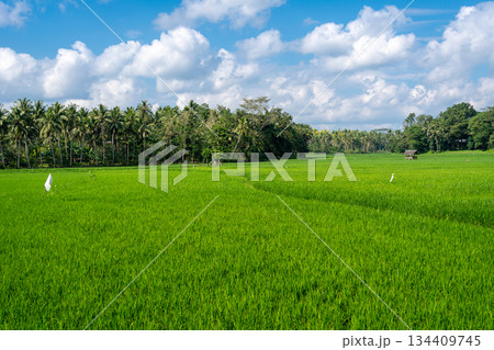 Green rice field in Sulawesi countryside, Indonesia under cloudy sky 134409745