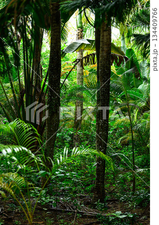 南国の風景　由布島 134409766