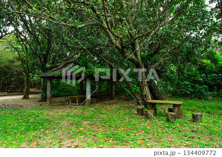 南国の風景　由布島 134409772