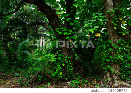 南国の風景　由布島 134409773