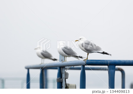 Scenic view three seagulls perch blue metal railing against pale overcast sky weather creating minimalistic coastal scene. Wildlife composition calm balance maritime moody atmosphere depth 134409813