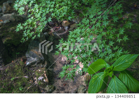 庭園の青紅葉 134409851