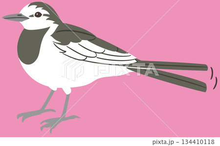 尾を振るハクセキレイのイラスト素材 134410118