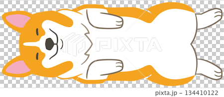 一幅從上方拍攝的柯基犬仰面睡覺的插圖素材。 134410122
