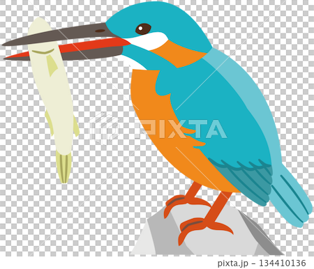 Illustration material of a wild bird kingfisher catching a fish Illustration material of a wild bird kingfisher catching a fish 134410136