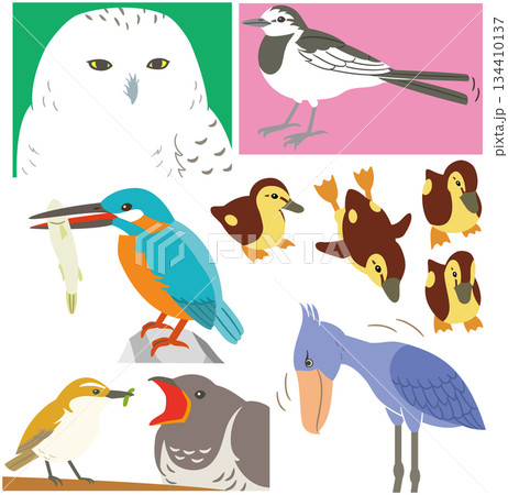 シロフクロウやカワセミやセキレイなど野鳥のイラスト素材 134410137