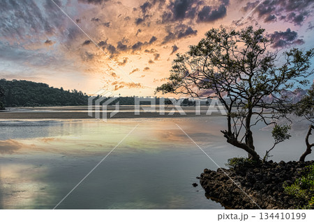 Lonely Tree at the sea shore during sunset. Sunset sea beach, sunrise tropical island 134410199