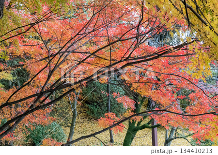 秋の頃の紅葉が美し菊池神社の風景 134410213