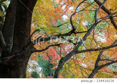 秋の頃の紅葉が美し菊池神社の風景 134410216