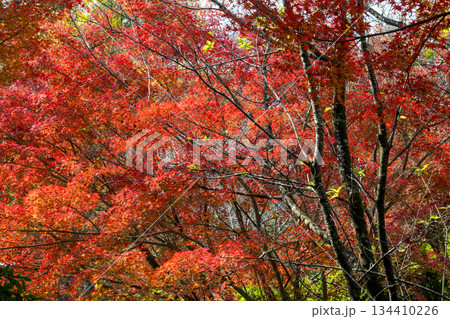 秋の頃の紅葉が美し菊池神社の風景 秋の頃の紅葉が美し菊池神社の風景 134410226