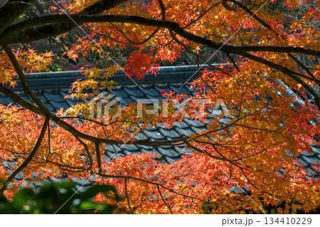 秋の頃の紅葉が美し菊池神社の風景 秋の頃の紅葉が美し菊池神社の風景 134410229