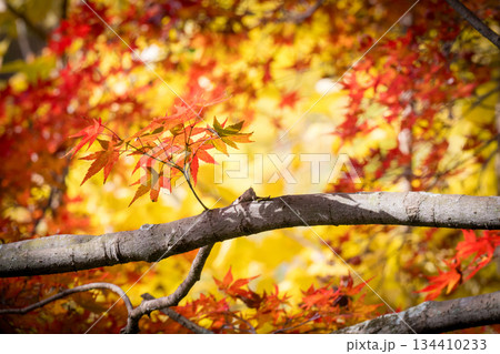 秋の頃の紅葉が美し菊池神社の風景 134410233
