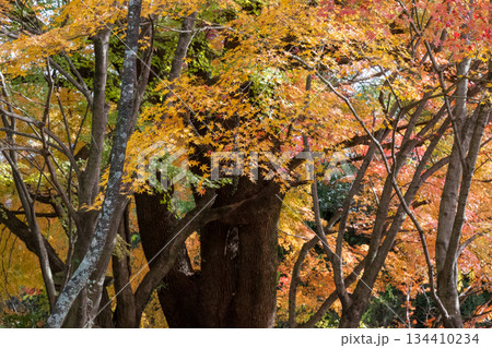 秋の頃の紅葉が美し菊池神社の風景 134410234