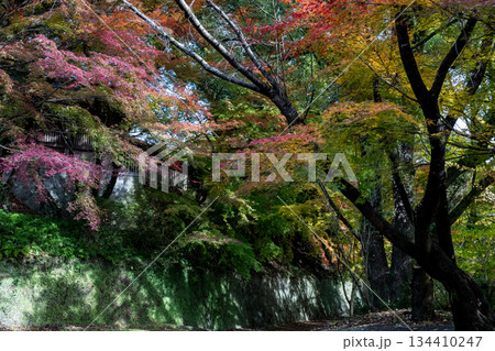 秋の頃の紅葉が美し菊池神社の風景 134410247