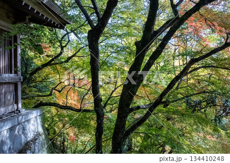 秋の頃の紅葉が美し菊池神社の風景 秋の頃の紅葉が美し菊池神社の風景 134410248