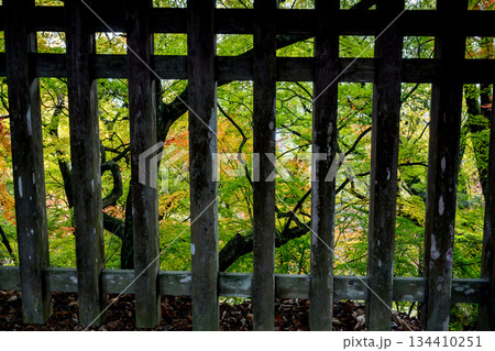 秋の頃の紅葉が美し菊池神社の風景 134410251