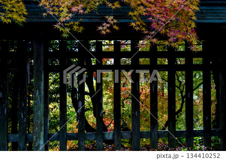 秋の頃の紅葉が美し菊池神社の風景 秋の頃の紅葉が美し菊池神社の風景 134410252