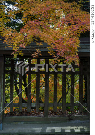 秋の頃の紅葉が美し菊池神社の風景 秋の頃の紅葉が美し菊池神社の風景 134410255