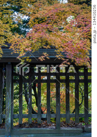 秋の頃の紅葉が美し菊池神社の風景 秋の頃の紅葉が美し菊池神社の風景 134410256