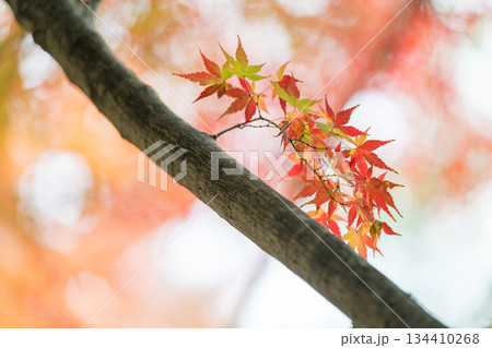 秋の頃の紅葉が美し菊池神社の風景 134410268