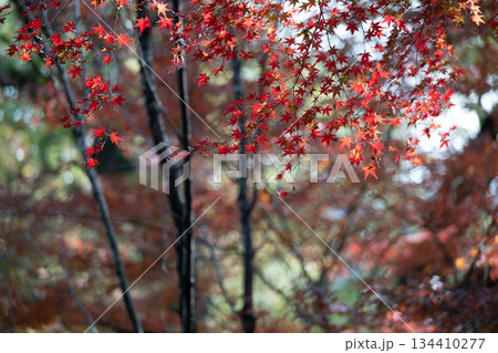 秋の頃の紅葉が美し菊池神社の風景 134410277