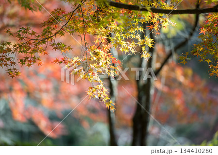秋の頃の紅葉が美し菊池神社の風景 秋の頃の紅葉が美し菊池神社の風景 134410280
