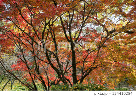秋の頃の紅葉が美し菊池神社の風景 秋の頃の紅葉が美し菊池神社の風景 134410284