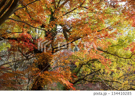 秋の頃の紅葉が美し菊池神社の風景 秋の頃の紅葉が美し菊池神社の風景 134410285